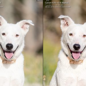 Pet Photo Retouching