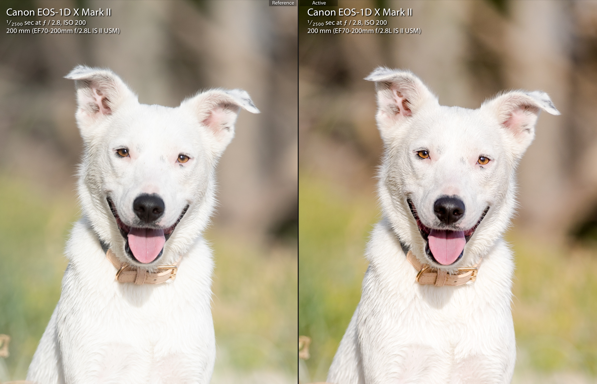 Pet Photo Retouching